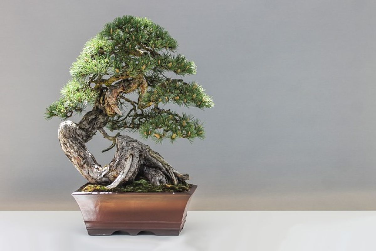 come curare un bonsai